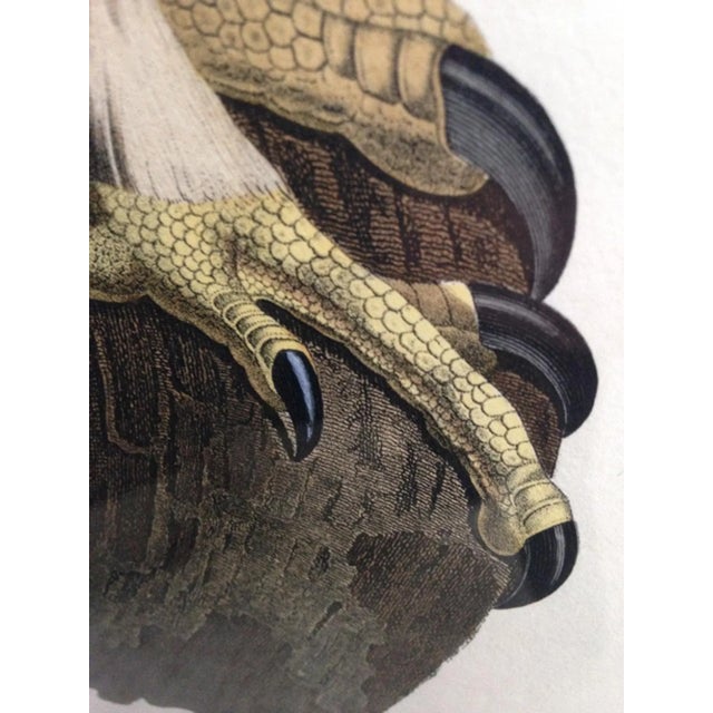 Eagle of Thebes, Large Hand-Colored Engraving From Napoleon’s Description De L’Égypte For Sale - Image 4 of 10