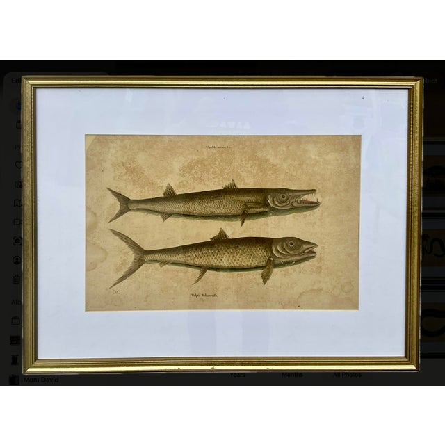 18th Century Framed Engravings by Mark Catesby, Set of Nine Natural History Art For Sale - Image 9 of 17