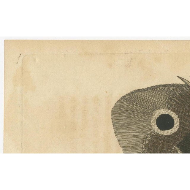 Long-Nosed Surgeonfish, 1794, Print on Paper For Sale - Image 9 of 12