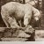 These are antique loose illustrated gravure plates of a polar bear and a brown bear, Silver King and Ivan. They are...