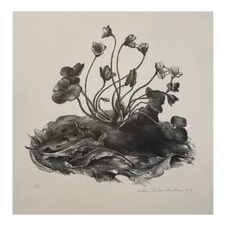1946 Victoria Hutson Huntley Hepaticas Lithograph For Sale