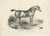 Set of two antique prints titled 'English Racer' and 'The Noble English Horse'. Original lithographs of English horses....