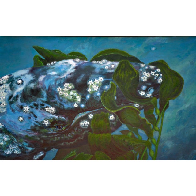 Beautiful close up portrait of a gray whale named "Pearl" feeding on kelp in the dark blue ocean by Aptos, California...