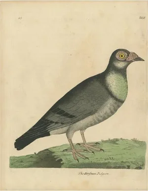 Eleazar Albin, Bird Illustration of a Horseman Pigeon, 1740, Print