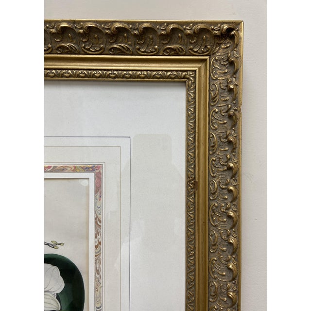 19th Century Etching of Moth Orchids For Sale - Image 10 of 11