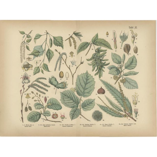Antique Botanical Charts of German Flora & Orchids Atlas, Stuttgart, 1885, Set of 6 For Sale - Image 6 of 9