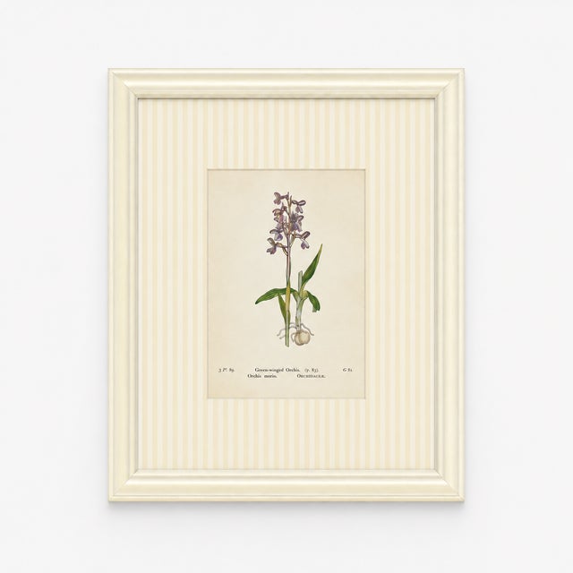 Set of Twelve Antique Alpine Botanical Chromolithographs Circa 1909 in Custom Frames. For Sale - Image 11 of 15