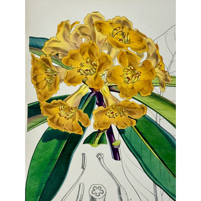 Original copper engraving botanical by William Curtis, 1856. Unframed. Dimensions: 9.5" x 11.5" Excellent condition....