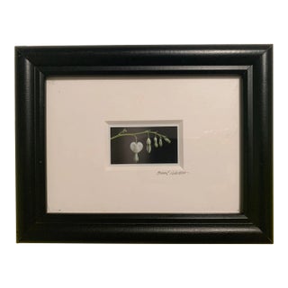 Photograph- Susan E. Pedersen, Framed For Sale