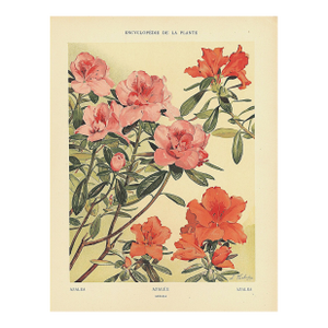 1903 Antique French Botanical Chromolithograph, AZALEA-Documentation