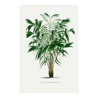 Vintage Palm Tree Illustration, Botanical Art Print Reproduction, 24" X 36" For Sale
