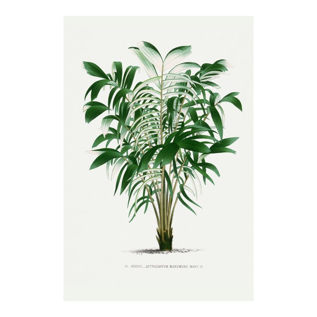 Vintage Palm Tree Illustration, Botanical Art Print Reproduction, 24" X 36" For Sale
