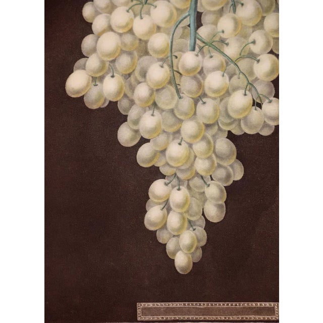 Early 19th Century White Hamburgh Grape: A Framed 19th C. Color Engraving by George Brookshaw , 1812 For Sale - Image 5 of 8
