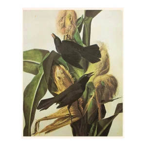 1966 Vintage Farmhouse Print "Common Grackle" After John James Audubon