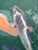 Impressionist Rare! Limited Edition 11/200 Woodblock Print 'Koy Fish' by Martin Green (1920–1980) For Sale - Image 3 of 8