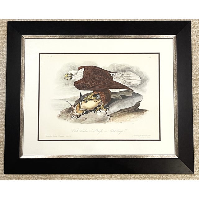 Late 20th Century Late 20th Century Framed Audubon Bird Prints - A Pair For Sale - Image 5 of 15