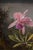 Not Yet Made - Made To Order 1871 Vintage Hummingbird and Orchid Tropical Art Print by Martin Johnson Heade - 48" X 36" For Sale - Image 5 of 7