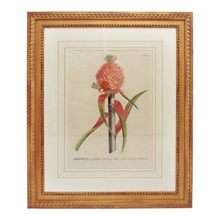 18th Century Botanical Print by George Dionysius Ehret For Sale
