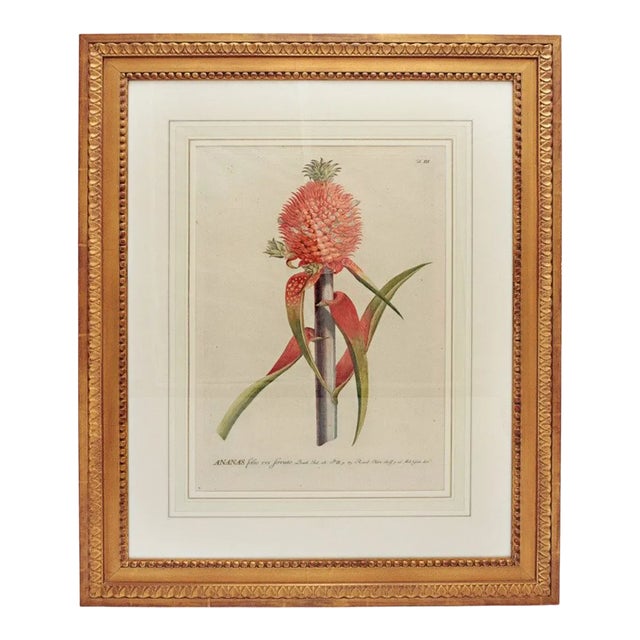 18th Century Botanical Print by George Dionysius Ehret For Sale