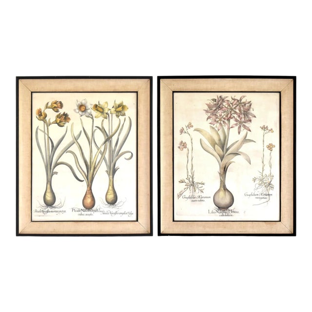 Basilius Besler Botanical Engravings - a Pair For Sale