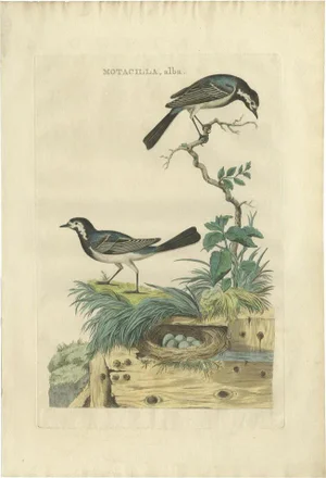 Sepp & Nozeman, Bird Illustration of the White Wagtail, 1789, Print