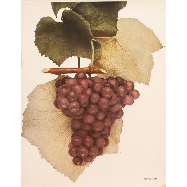 A magnificent original antique photogravure (print) of Jefferson Grapes by Ulysses Prentiss Hedrick (1870-1951). Superb...
