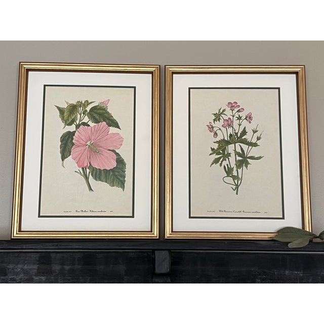 1950s Vintage Botanicals - Framed Set of 2 - Authentic 1953 Prints For Sale - Image 5 of 5