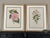 1950s Vintage Botanicals - Framed Set of 2 - Authentic 1953 Prints For Sale - Image 5 of 5