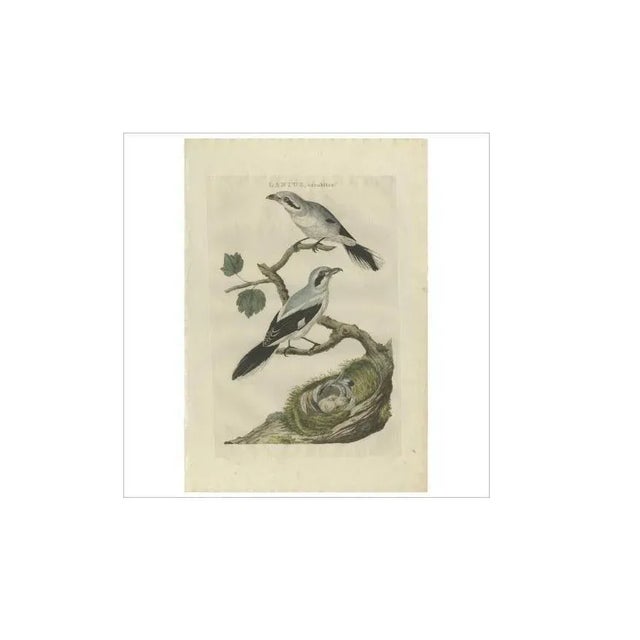 C. Nozeman, M. Houttuyn and J.C. Sepp, Great Grey Shrike, 1789, Paper For Sale - Image 4 of 5