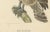 Leschenaults Owl, 1838, Paper For Sale - Image 3 of 6