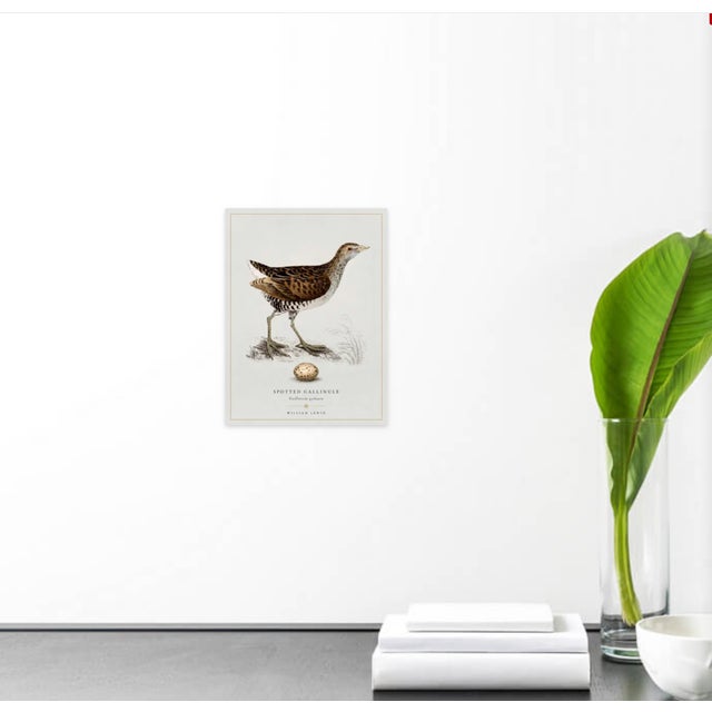 English Boutique Archival William Lewin "Waterbirds & Waders" Prints - Set of 15 (8" X 10") For Sale - Image 3 of 18