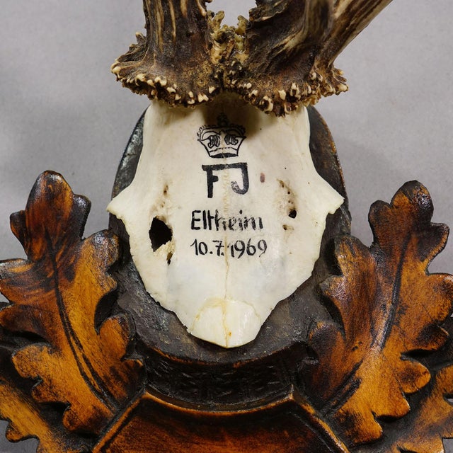 Wood Red Deer Trophy by Franz Joseph, Prince of Thurn and Taxis, 1969 For Sale - Image 7 of 7
