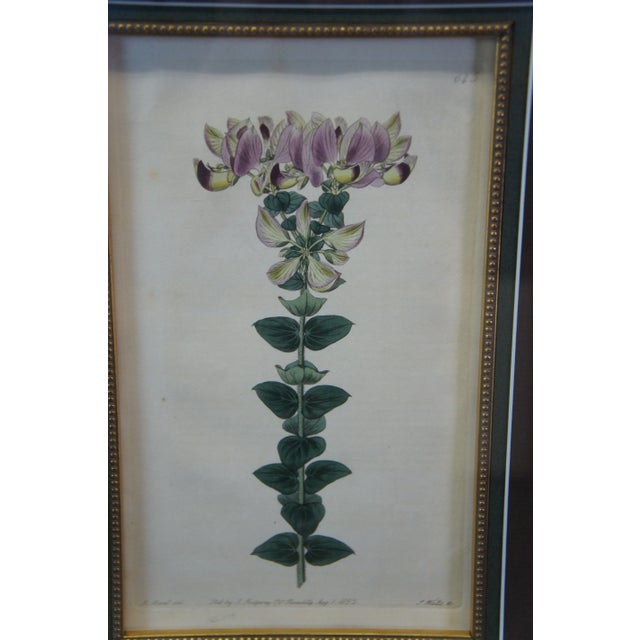 Printmaking Materials Pair of 19th Century Floral Colored Lithographs Botanical Register Framed 29" For Sale - Image 7 of 12