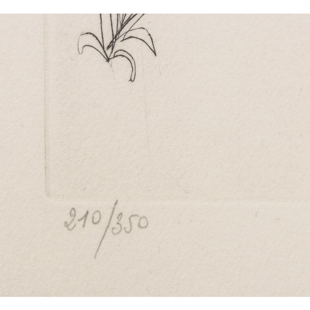 Pink Salvador Dali "Rose (Drawers)" Etching, 1972 For Sale - Image 8 of 11