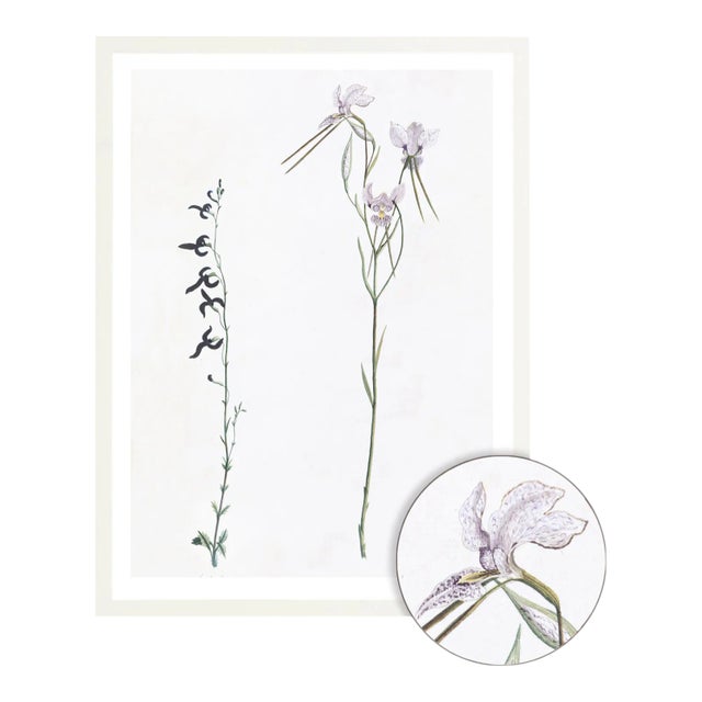 Celerie Kemble Curated Australian Botanical X (36x48) in White Frame For Sale