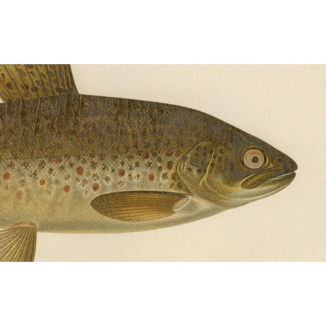 Brown Trout Diversity in Scandinavian Waters, 1895, Paper For Sale - Image 3 of 10