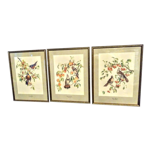 1970s Vintage Cecil Golding Bird Audobon Prints In Frames Wall Art Set Of 3 Chairish