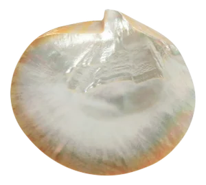 Natural Mother of Pearl Shell Plate