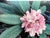 “Wild Rhododendron” est. 1996 Lee Mann American, Washington 1935 - 2011 Color Photograph Limited Edition 8/100 Negative...