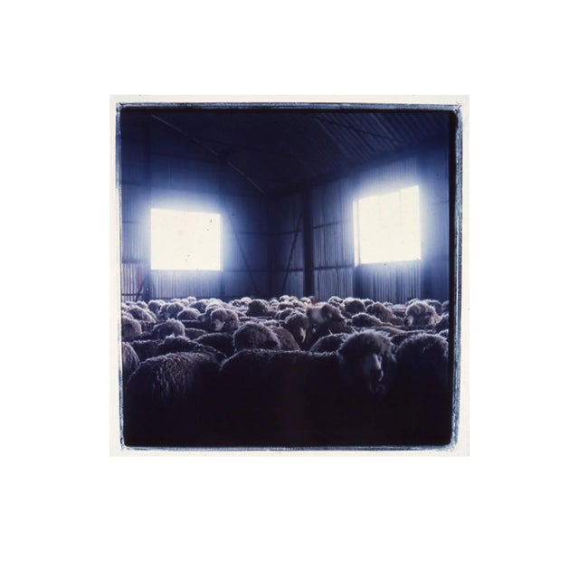 Black Sheep Photograph by Michael Stuetz For Sale - Image 8 of 8