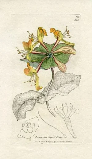 1840s, Italian Honeysuckle Botanical Print by James Sowerby, Original Antique Botanical Print, Engraving, Hand Colored, England
