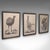 This is a trio of vintage Australian wildlife pictures. An English, framed print of a Koala, Kangaroo and Emu, dating to...