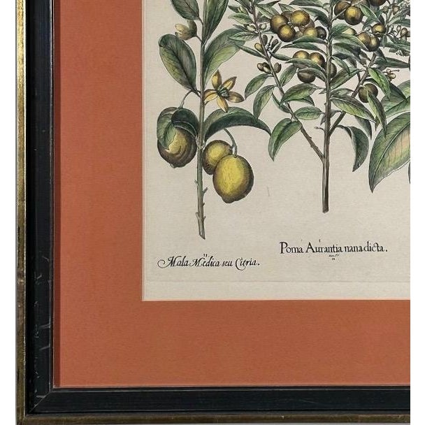 Vintage Framed Basilius Besler Botanical Lithograph Prints Hortus Eystettensis Pair For Sale - Image 16 of 18