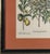 Vintage Framed Basilius Besler Botanical Lithograph Prints Hortus Eystettensis Pair For Sale - Image 16 of 18