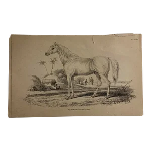 Antique Bookplate Marengo Napoleon's Horse Print