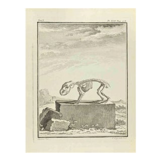 Louis Legrand, The Skeleton, Etching, 1771 For Sale