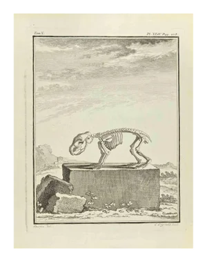 Louis Legrand, The Skeleton, Etching, 1771