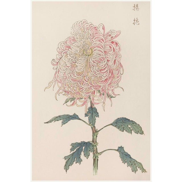 Pink Chrysanthemum, Vintage Japanese Botanical Art Print, 24" X 36" For Sale