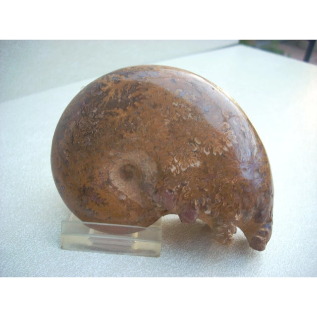 Orange Ammonite Fossils - A Pair For Sale - Image 4 of 4