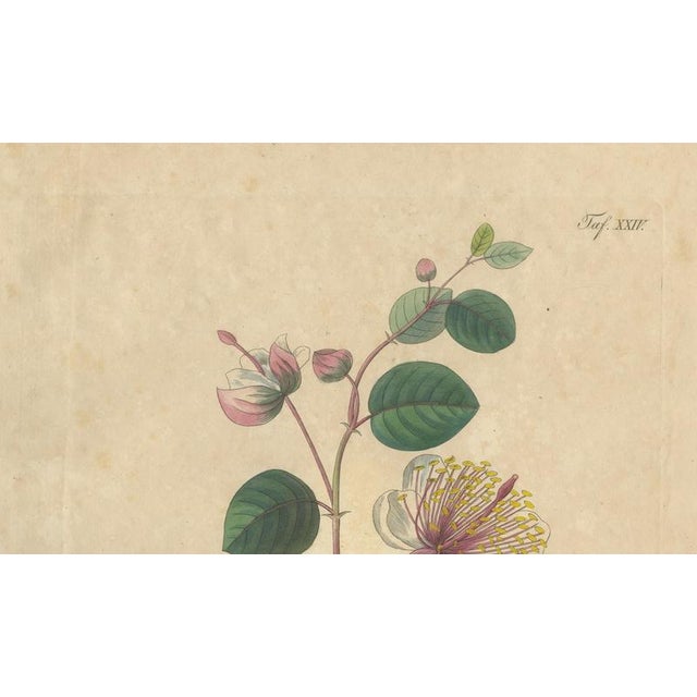 Antique Caper Botanical Print Capparis Spinosa, 1831 For Sale - Image 3 of 10